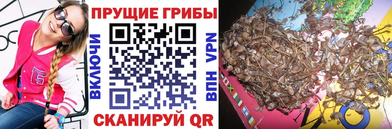 Купить закладки  Кумертау  Псилоцибиновые грибы мицелий 